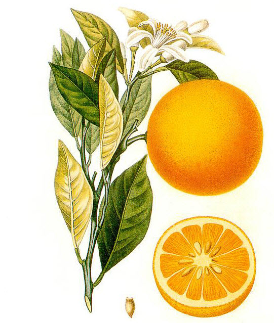 Orangenreiniger Konzentrat 500 ml